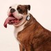 Умный трекер активности и здоровья для собак. Whistle Health 2.0 6